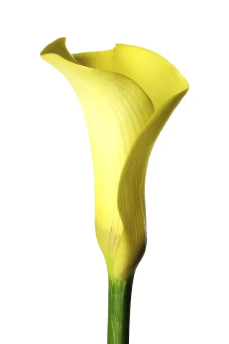 Framed Print : Calla Calla Print by Henri Matisse Framed Print : Calla Calla Print by Henri Matisse