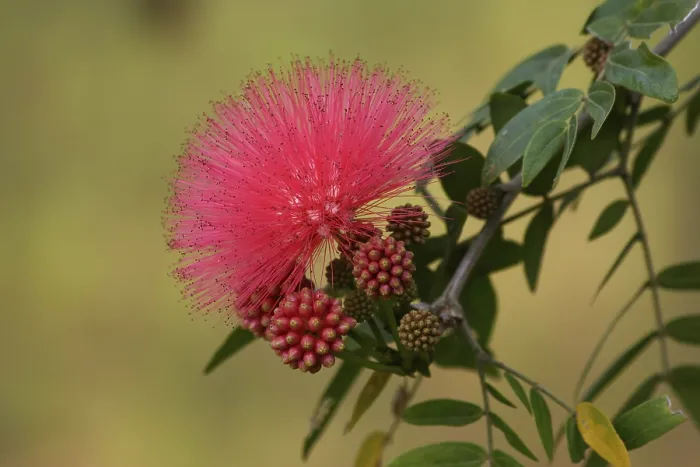 Framed Print : Calliandra Print - Tropical Flower Image Framed Print : Calliandra Print - Tropical Flower Image