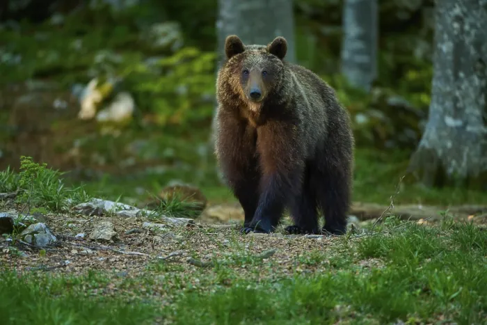 Framed Print : European Brown Bear Print