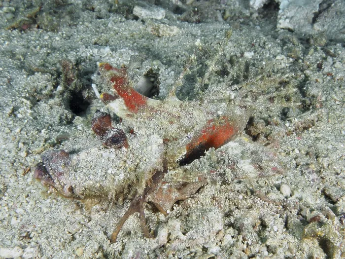 Framed Print : A Camouflaged Spiny Devilfish Print Framed Print : A Camouflaged Spiny Devilfish Print