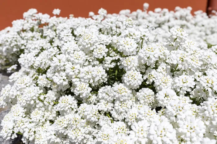 Framed Print : White Flowering Candytuft Print, Saxony, Germany Framed Print : White Flowering Candytuft Print, Saxony, Germany