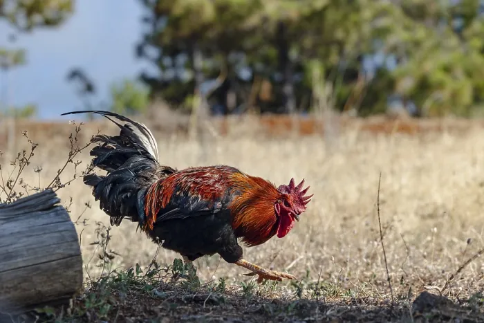 Framed Print : Vibrant Rooster in Sunlit Field Print Framed Print : Vibrant Rooster in Sunlit Field Print