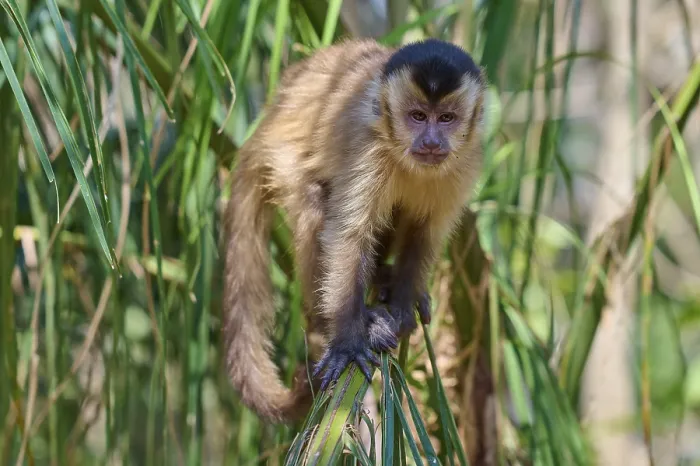 Framed Print : Capuchin Monkey Balancing on a Green Leaf Print Framed Print : Capuchin Monkey Balancing on a Green Leaf Print