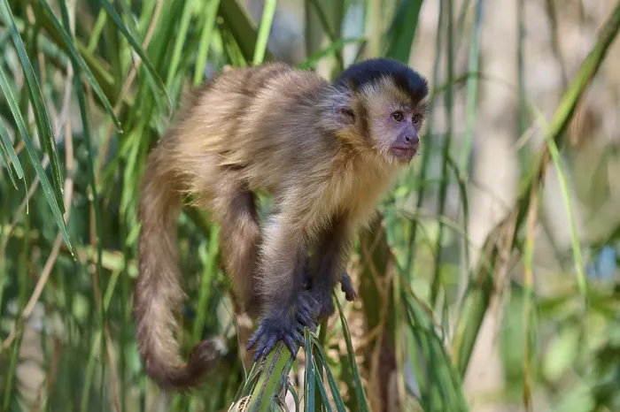 Framed Print : A capuchin monkey on a leaf Print, Pantanal, Brazil Framed Print : A capuchin monkey on a leaf Print, Pantanal, Brazil