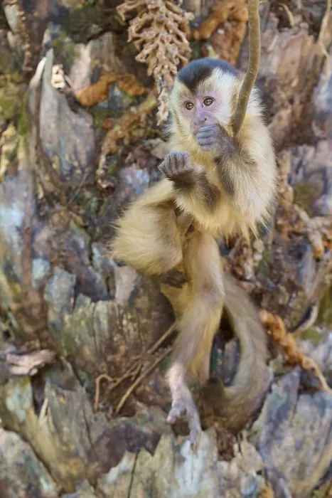 Framed Print : A Capuchin Monkey Climbs a Tree Trunk Print Framed Print : A Capuchin Monkey Climbs a Tree Trunk Print