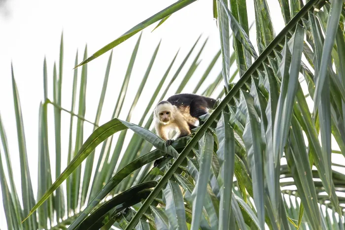 Framed Print : Capuchin Monkey on Palm Tree Print, Costa Rica Jungle Scene