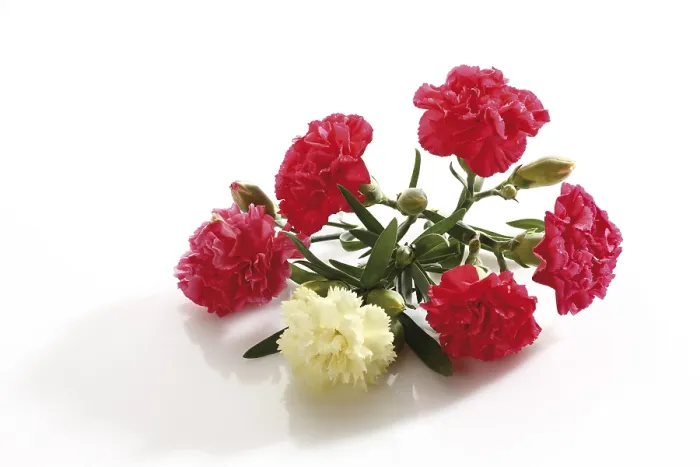 Framed Print : Carnation Flower Print Framed Print : Carnation Flower Print