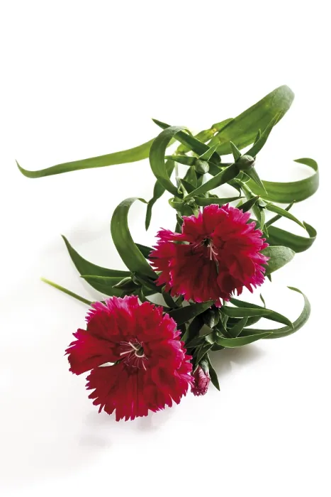 Framed Print : Carnation Flower Print Framed Print : Carnation Flower Print