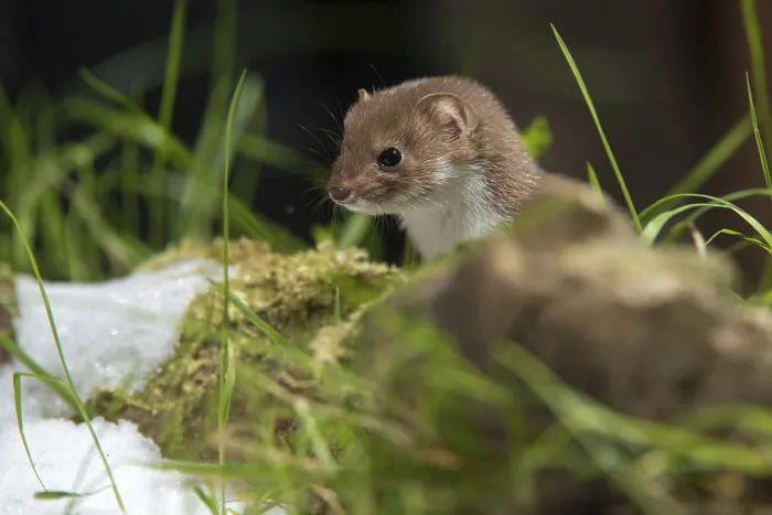Framed Print : Least Weasel Print, Mustela Nivalis Framed Print : Least Weasel Print, Mustela Nivalis