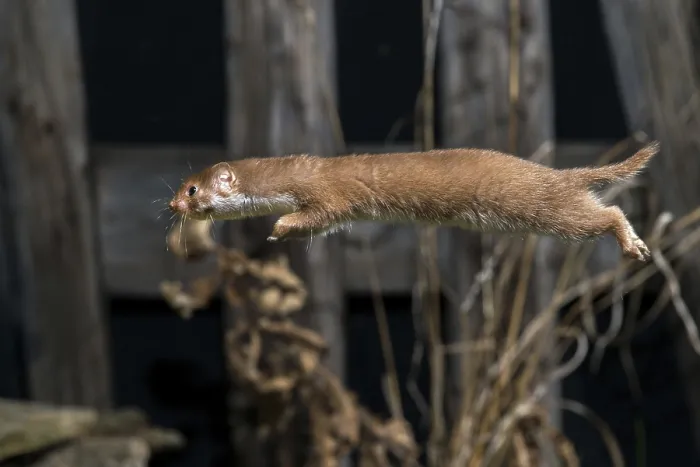 Framed Print : Least Weasel Print, Mustela Nivalis Framed Print : Least Weasel Print, Mustela Nivalis