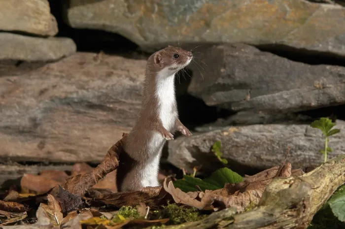 Framed Print : Least Weasel Print, Mustela nivalis Framed Print : Least Weasel Print, Mustela nivalis