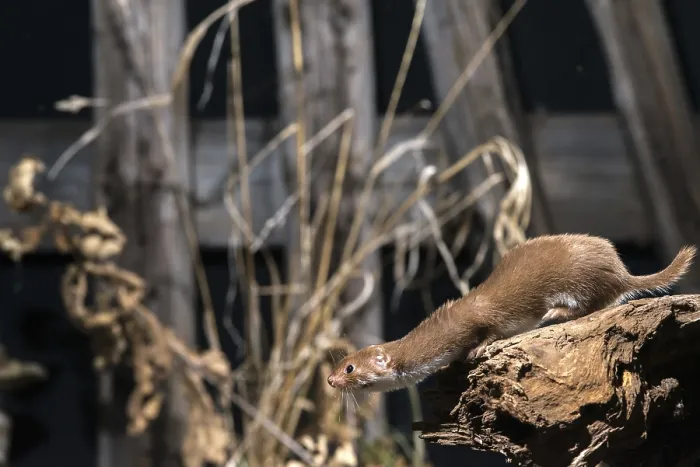 Framed Print : Least Weasel Print, Mustela nivalis Framed Print : Least Weasel Print, Mustela nivalis