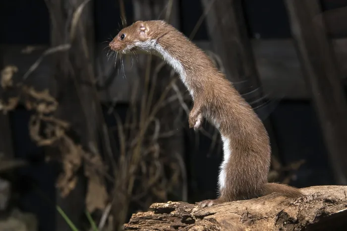 Framed Print : Least Weasel Print, Mustela Nivalis Framed Print : Least Weasel Print, Mustela Nivalis