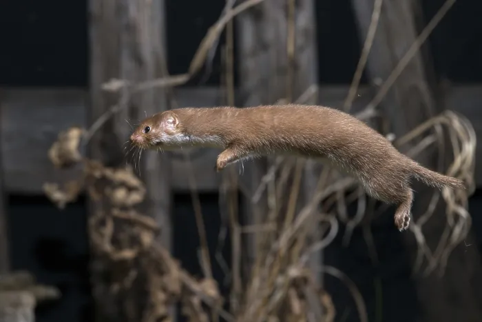 Framed Print : Least Weasel Print - Mustela Nivalis Framed Print : Least Weasel Print - Mustela Nivalis