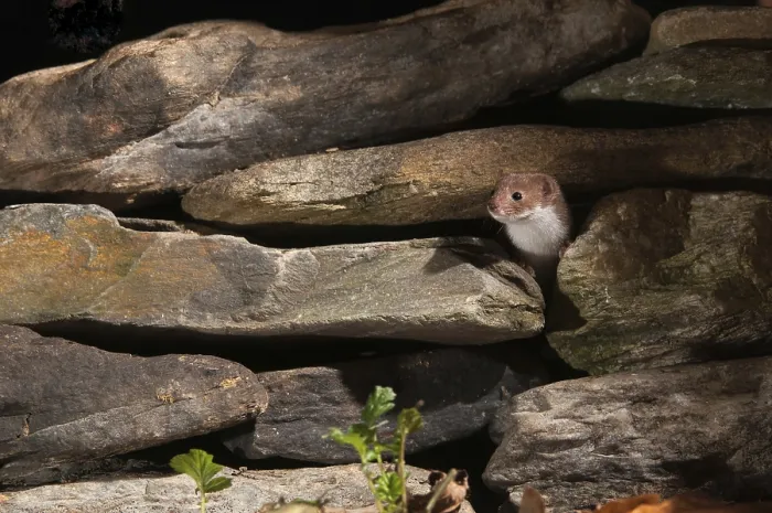 Framed Print : Least Weasel Print, Mustela Nivalis Framed Print : Least Weasel Print, Mustela Nivalis