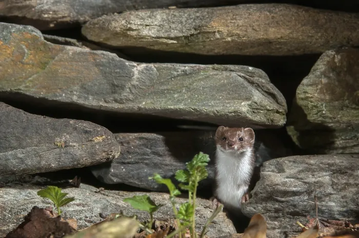 Framed Print : Least Weasel Print (Mustela Nivalis) Framed Print : Least Weasel Print (Mustela Nivalis)