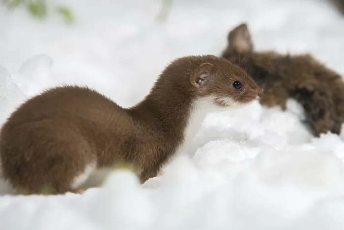 Framed Print : Least Weasel Print, Winter Hunting Scene Framed Print : Least Weasel Print, Winter Hunting Scene