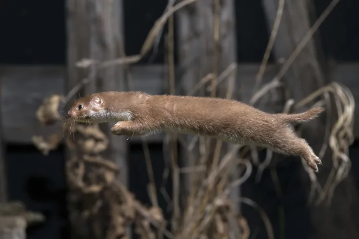 Framed Print : Least Weasel Print, Mustela Nivalis Framed Print : Least Weasel Print, Mustela Nivalis
