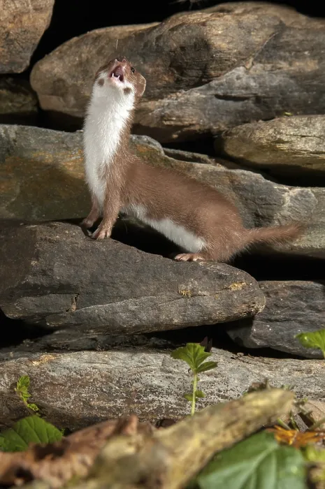 Framed Print : Least Weasel Print - Mustela Nivalis Portrait Framed Print : Least Weasel Print - Mustela Nivalis Portrait