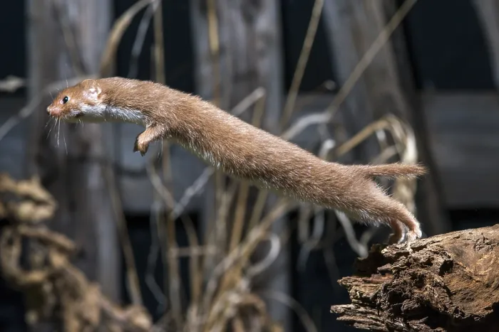 Framed Print : Least Weasel Print - Mustela Nivalis Framed Print : Least Weasel Print - Mustela Nivalis