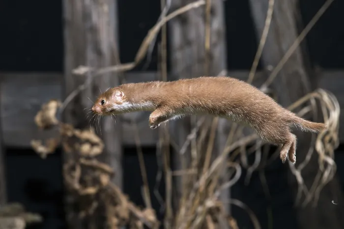 Framed Print : Least Weasel Print, Mustela Nivalis Framed Print : Least Weasel Print, Mustela Nivalis