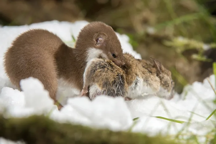 Framed Print : Least Weasel Print, Winter Hunting Scene Framed Print : Least Weasel Print, Winter Hunting Scene