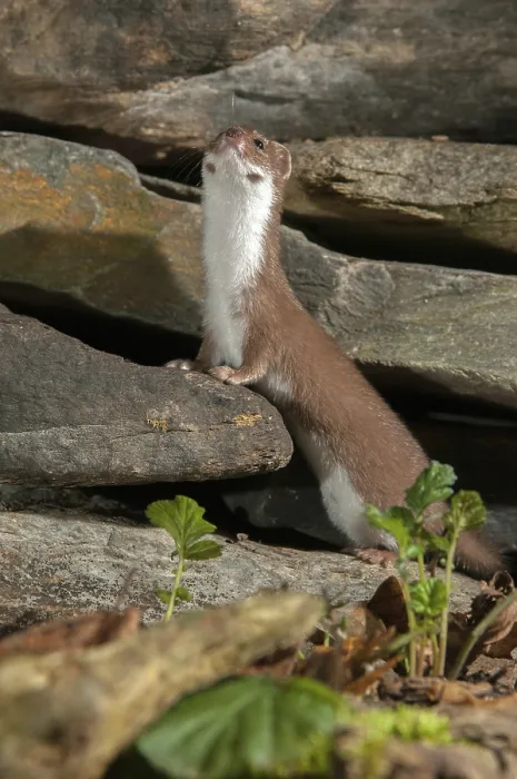 Framed Print : Least Weasel Print, Portrait Format