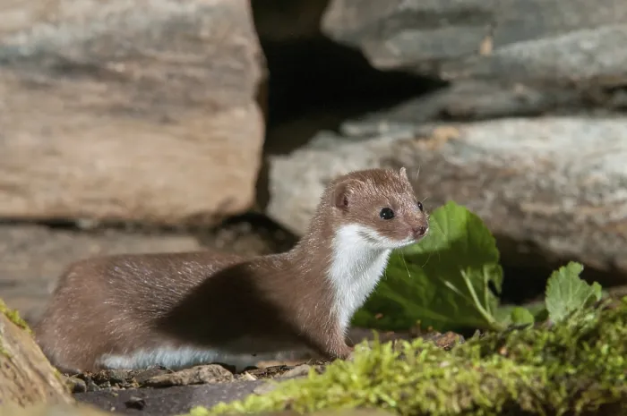 Framed Print : Least Weasel Print (Mustela nivalis) Framed Print : Least Weasel Print (Mustela nivalis)