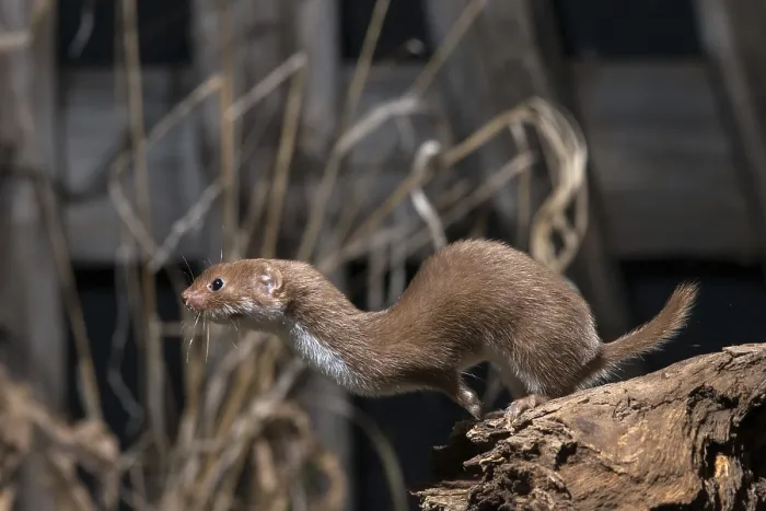 Framed Print : Least Weasel Print (Mustela nivalis) Framed Print : Least Weasel Print (Mustela nivalis)