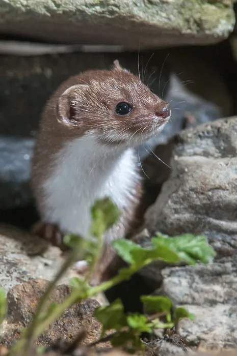 Framed Print : Least Weasel Print (Mustela nivalis) Framed Print : Least Weasel Print (Mustela nivalis)