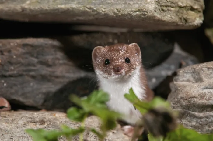 Framed Print : Least Weasel Print, Mustela nivalis Framed Print : Least Weasel Print, Mustela nivalis