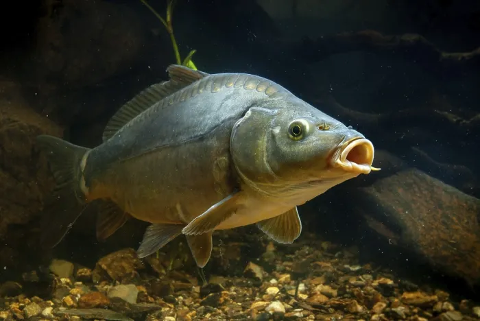 Framed Print : Carp, Cyprinus carpio Print Framed Print : Carp, Cyprinus carpio Print