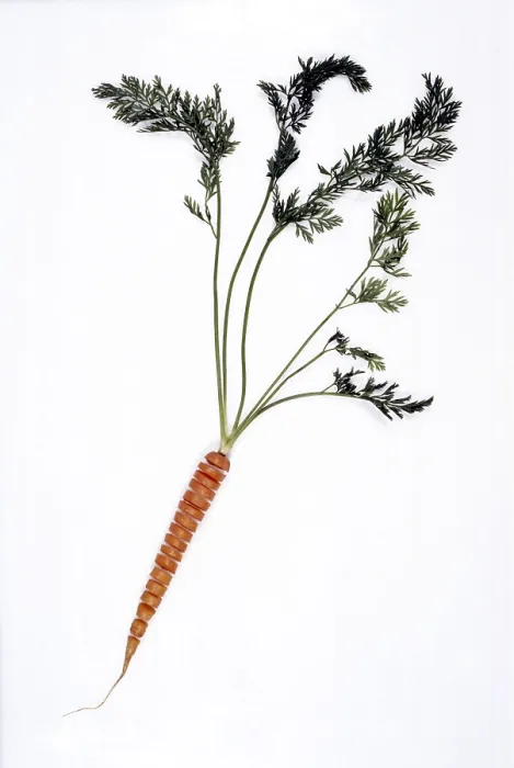 Framed Print : Carrot Carrot Print by Edward Wesson (imageBROKER) Framed Print : Carrot Carrot Print by Edward Wesson (imageBROKER)