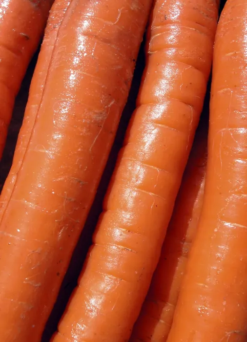 Framed Print : Carrots Print by imageBROKER Framed Print : Carrots Print by imageBROKER