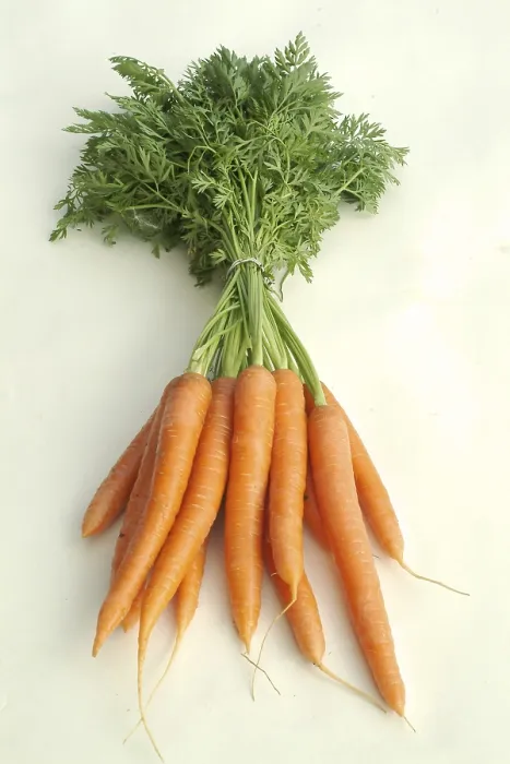 Framed Print : Carrots Print by imageBROKER Framed Print : Carrots Print by imageBROKER