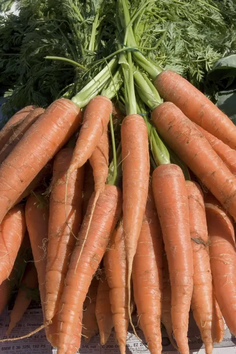 Framed Print : Carrots Print by ImageBROKER Framed Print : Carrots Print by ImageBROKER