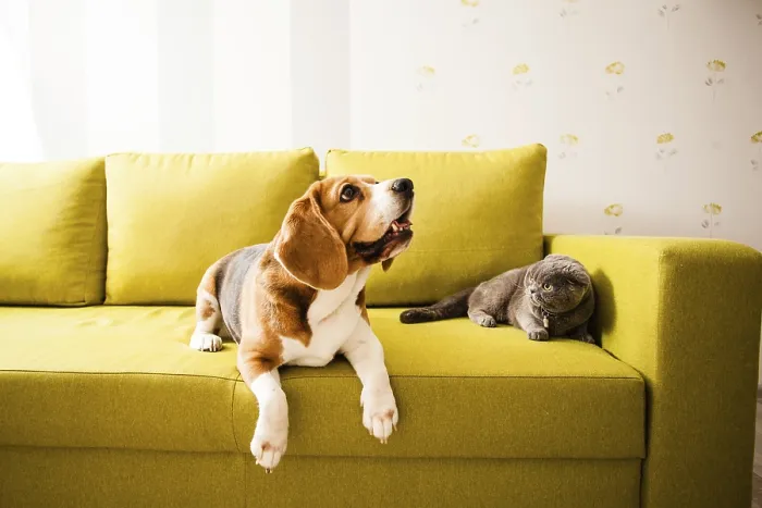 Framed Print : The Cat and Dog Print on Sofa Framed Print : The Cat and Dog Print on Sofa