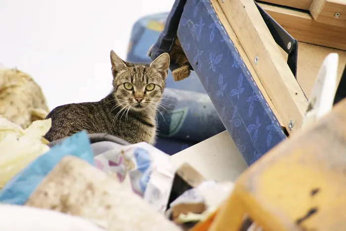 Framed Print : Cat on a garbage depot Print Framed Print : Cat on a garbage depot Print