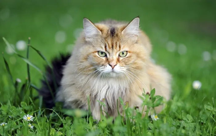 Framed Print : Cat on a Lawn Print Framed Print : Cat on a Lawn Print