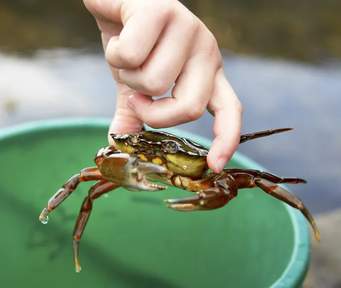 Framed Print : Catching Crabs Print Framed Print : Catching Crabs Print