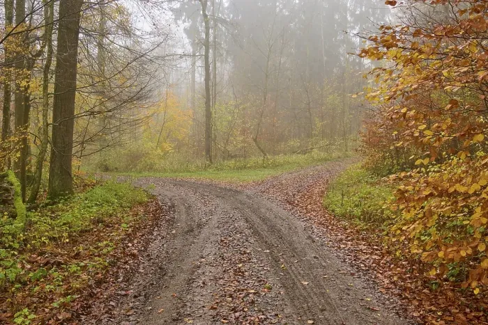 Framed Print : Colourful Autumn Forest Path Print