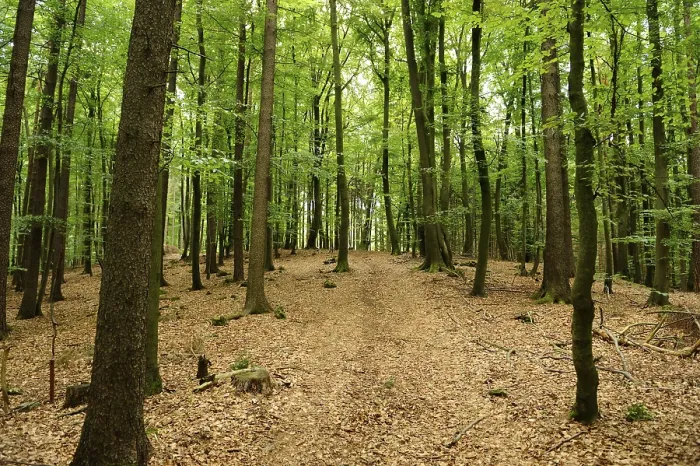 Framed Print : Deciduous Forest Path Print Framed Print : Deciduous Forest Path Print