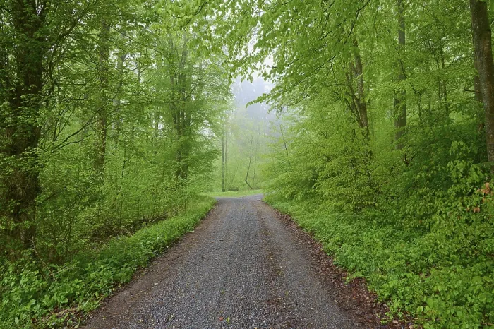Framed Print : Spring Rain Forest Path Print Framed Print : Spring Rain Forest Path Print