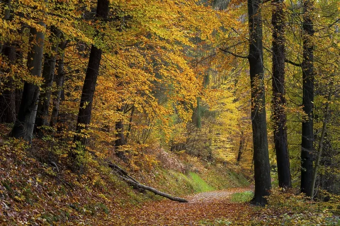 Framed Print : Autumn Forest Path Print