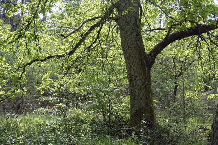 Framed Print : Beech Forest Print - Dense Canopy Framed Print : Beech Forest Print - Dense Canopy