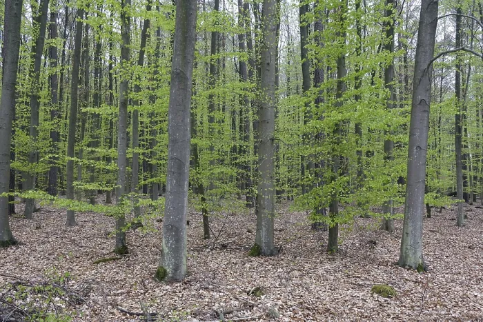 Framed Print : Beech Forest Print - Foliage Landscape Framed Print : Beech Forest Print - Foliage Landscape