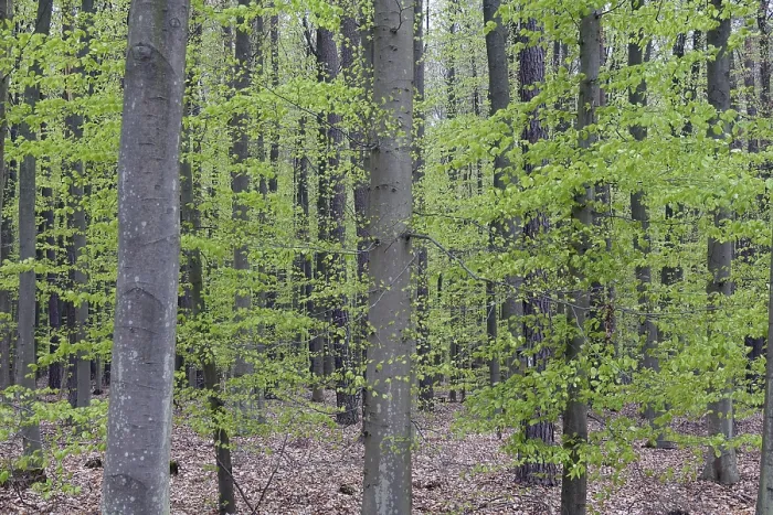 Framed Print : Beech Forest Print - Woodland Landscape Framed Print : Beech Forest Print - Woodland Landscape