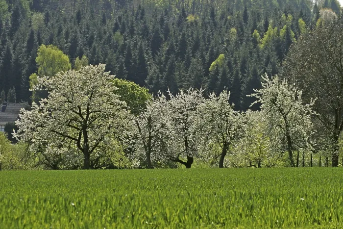 Framed Print : Cherry Trees in Eppendorf Print Framed Print : Cherry Trees in Eppendorf Print