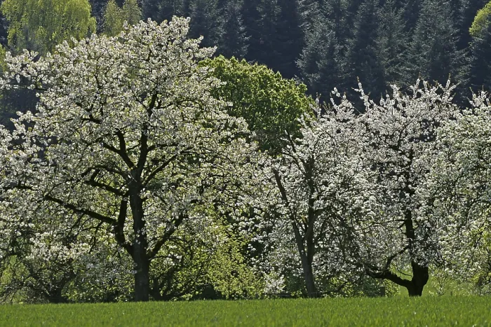 Framed Print : Cherry Trees in Eppendorf Print Framed Print : Cherry Trees in Eppendorf Print