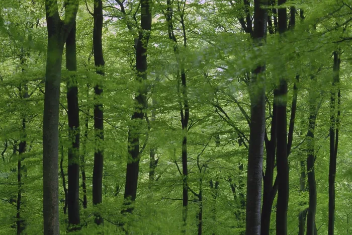 Framed Print : Deciduous Forest in Spring Print Framed Print : Deciduous Forest in Spring Print